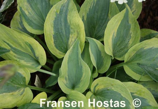 Hosta Snow Boy